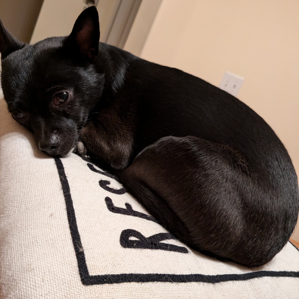 Cozy Black Dog Bed